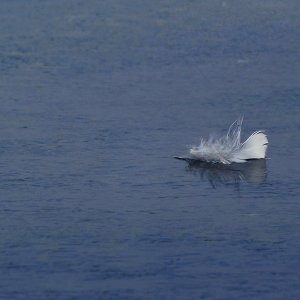 Feder...... Roland Winkler