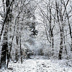 Waldweg...... Ulrich Marzinkewitz-Maar