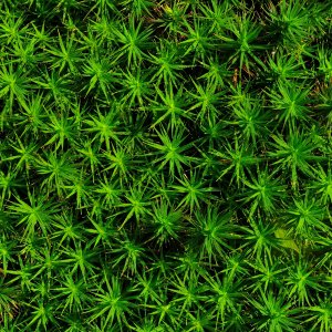 Monochrome 6...... Wolfgang Rauchfleischer