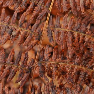 Monochrome 1...... Wolfgang Rauchfleischer