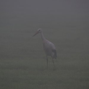 Storch im Frühnebel......Roland Winkler