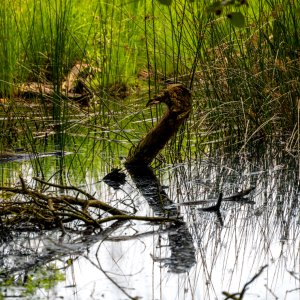 Sabine Jobarteh...... Wasserspiegelung