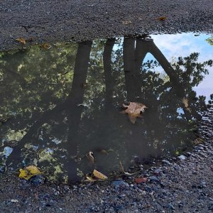 Sabine Schröder...... Baumkrone