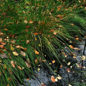 Wolfgang Rauchfleisch...... Binsenpfütze