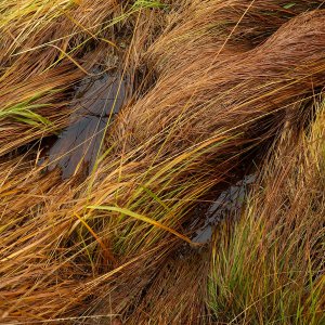 Wolfgang Rauchfleisch...... Graspfütze