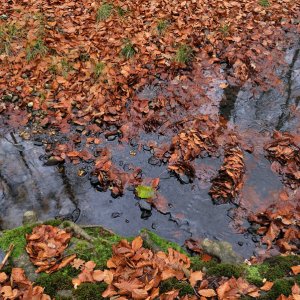 Wolfgang Rauchfleisch...... Pfütze im Wald