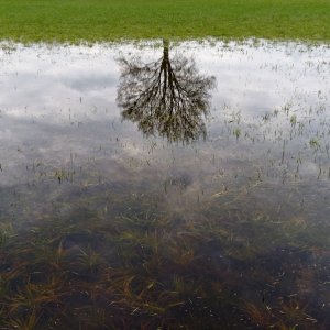 Wolfgang Rauchfleisch...... Spiegelung auf der Wiese