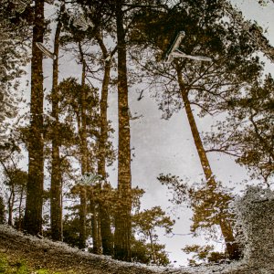 Waldsee...... Sandra Hentschel