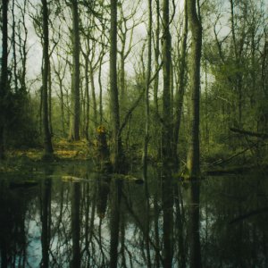 Mystischer Wald...... Sandra Hentschel