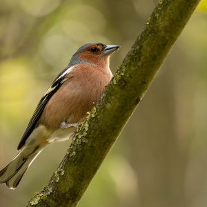 Buchfink...... Arndt Neumann
