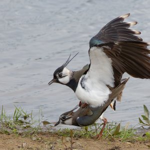 Kiebitze bei der Paarung...... Arndt Neumann