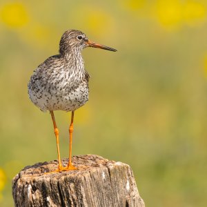 Rotschenkel...... Arndt Neumann