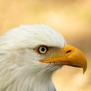 Weißkopfseeadler...... Arndt Neumann