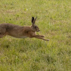 Hase...... Arndt Neumann