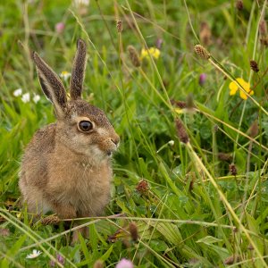 Hase...... Arndt Neumann