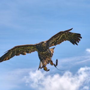 Steinadler "Greifvogel-Show in Zingst"...... Werner Schuffenhauer