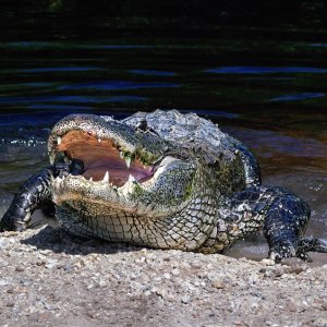 Aligator...... Irene Upadek