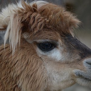 Alpaka...... Ulrich Marzinkewitz-Maar
