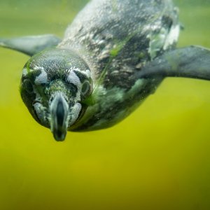 Pinguin Zoo Rheine...... Andreas Karpen