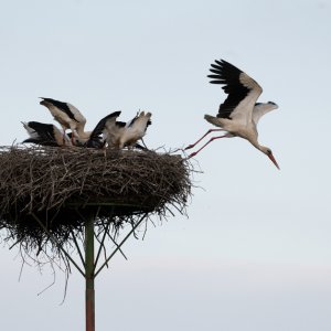 Fütterung der Jungstörche...... Andreas Karpen