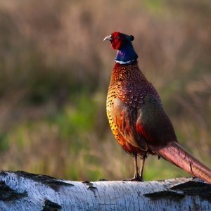 Fasan...... Andreas Karpen