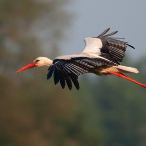 Storch im Flug...... Andreas Karpen