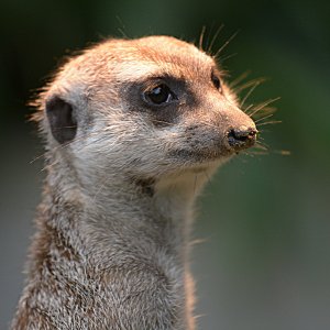 Erdmännchen...... Ulrich Marzinkewitz-Maar