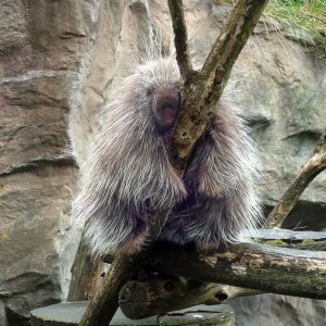 Faultier Zoo Münster...... Martina Benning