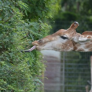 Giraffe...... Ulrich Marzinkewitz-Maar
