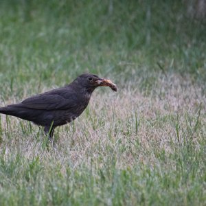 Amsel...... Sabine Schröder
