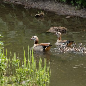 Nilgänse...... Sabine Schröder