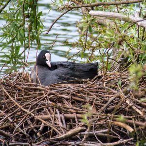 Blässhuhn...... Jürgen Herborn