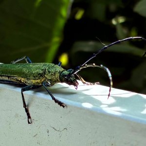 Moschusbock...... Jürgen Herborn