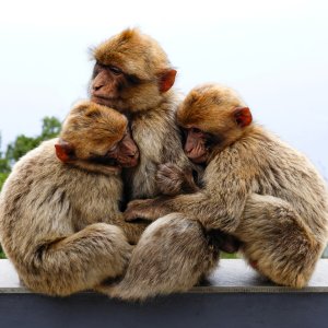 Makaken...... Werner Schuffenhauer