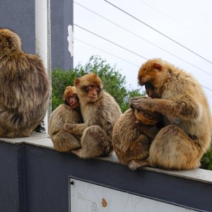 Makaken...... Werner Schuffenhauer