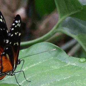 Monarchfalter...... Sabine Schröder