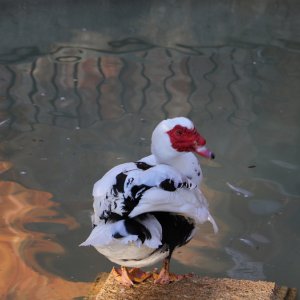 Moskauer Ente...... Sabine Schröder