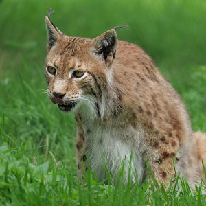Luchs Wildpark Grant...... Werner Schuffenhauer