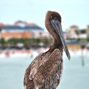 Pelikan...... Irene Upadek