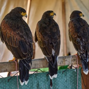 Wüstenbussarde "Greifvogel-Show in Zingst"...... Werner Schuffenhauer