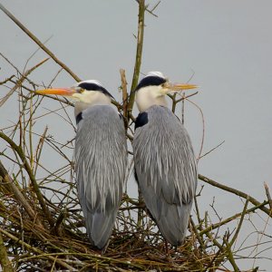 Graureiher...... Roland Winkler