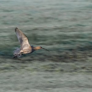 Großer Brachvogel...... Roland Winkler