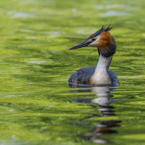 Haubentaucher...... Roland Winkler