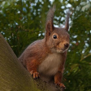 Eichhörnchen...... Roland Winkler
