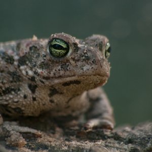 Erdkröte...... Roland Winkler