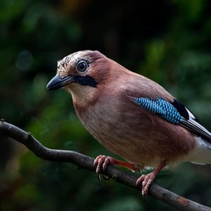 Eichelhäher...... Roland Winkler