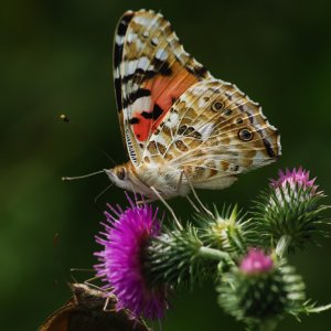 Distelfalter...... Roland Winkler