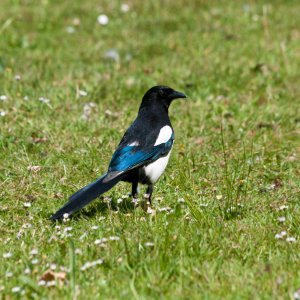 Elster...... Roland Winkler