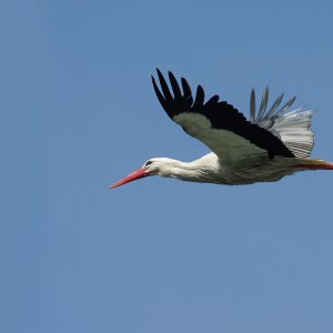 Storch im Flug...... Roland Winkler