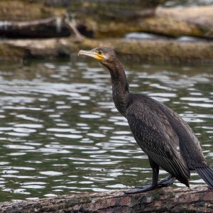 Komoran...... Roland Winkler